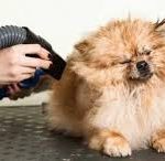 How to Use a Dog Grooming Dryer for a Professional Finish