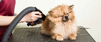 How to Use a Dog Grooming Dryer for a Professional Finish