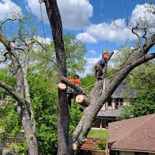 Professional Dallas Tree Service for Healthy and Beautiful Trees