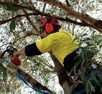 Expert Tree Trimming in Lubbock – Boost Curb Appeal & Tree Health