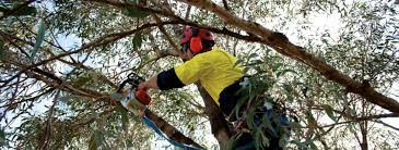 Expert Tree Trimming in Lubbock – Boost Curb Appeal & Tree Health